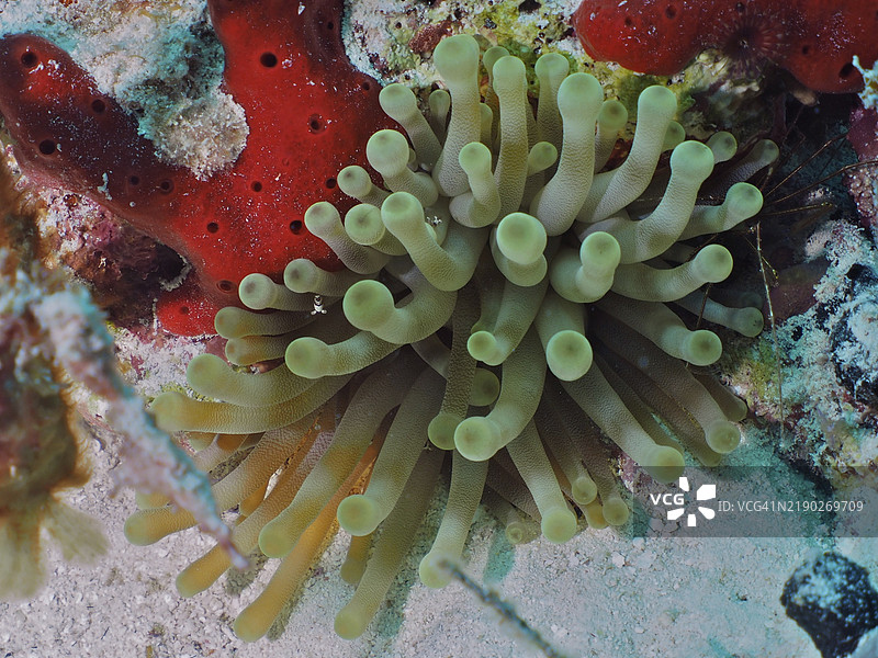 绿色海葵（Condylactis gigantea）与红色海绵在水下景观中，潜水地点为约翰·佩内坎普珊瑚礁州立公园，基拉戈，佛罗里达群岛，美国，北美。图片素材