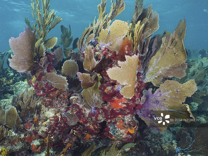 多样的珊瑚群落与维纳斯扇（Gorgonia ventalina）在蓝色海洋水域中延展，潜水地点为佛罗里达州基拉戈的约翰·佩内坎普珊瑚礁州立公园，北美。图片素材