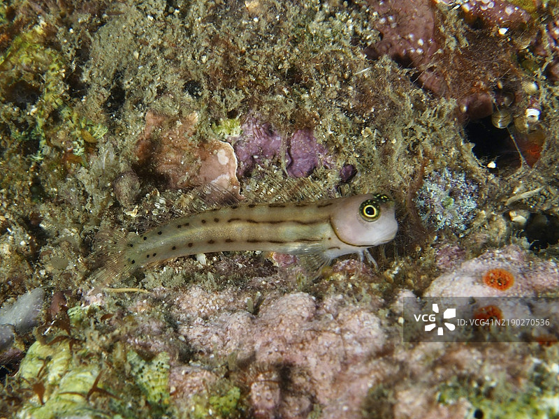 小三条纹鳗鱼（Ecsenius trilineatus），藏身于礁石和珊瑚之间，潜水地点：比达达，彭亚潘，巴厘岛，印度尼西亚，亚洲图片素材