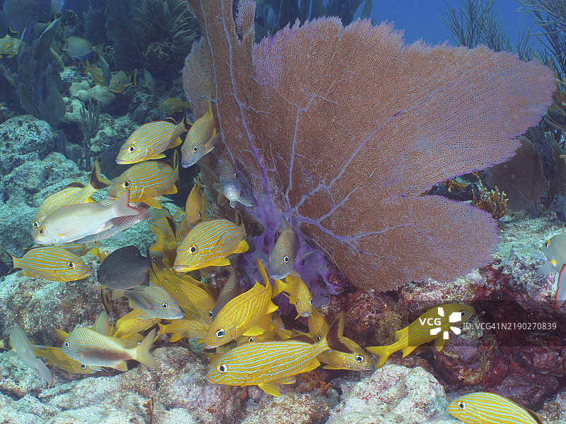 热带鱼在五彩斑斓的珊瑚礁中游动，紫色的维纳斯扇（Gorgonia ventalina）环绕，潜水地点为佛罗里达州基拉戈的约翰·佩内坎普珊瑚礁州立公园，北美。图片素材