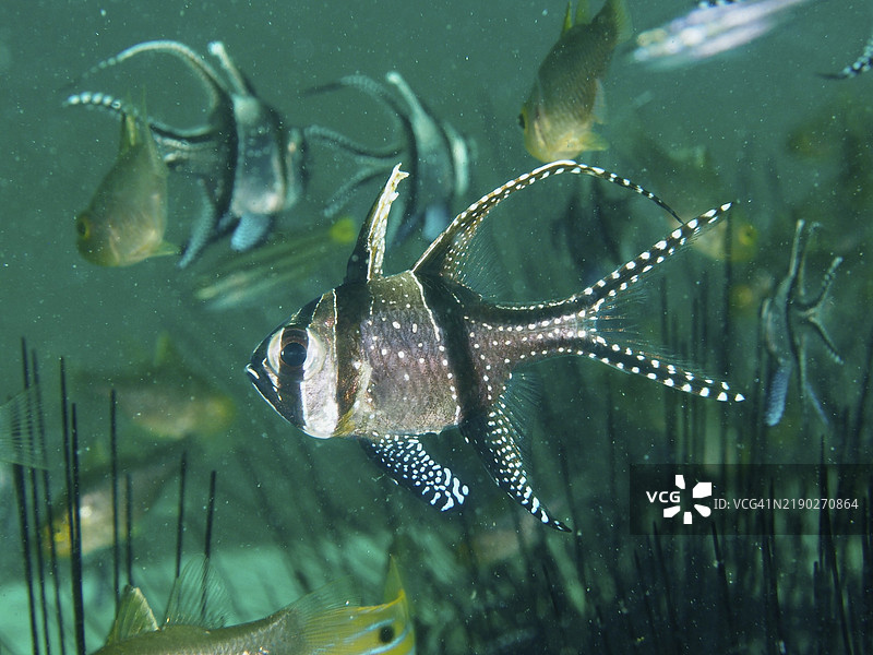 一群条纹巴干鱼(Pterapogon kauderni)在印度尼西亚巴厘岛吉利马努克的秘密湾潜水点附近游泳,周围有刺海胆(Diadema setosum)。图片素材