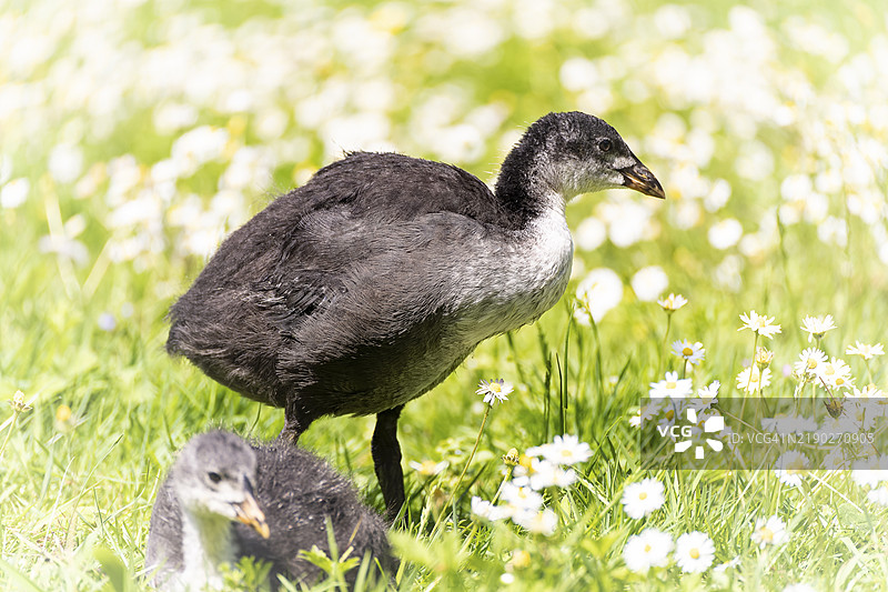 欧亚水鸡雏鸟（Fulica atra）在草地上站立，一只躺着，侧面视图，特写，周围是雏菊，背景模糊，德国北莱茵-威斯特法伦州多特蒙德，欧洲图片素材
