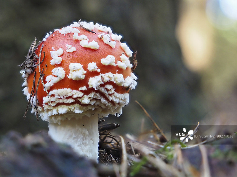 小红蘑菇（Amanita muscaria），模糊背景，德国北莱茵-威斯特法伦，欧洲图片素材