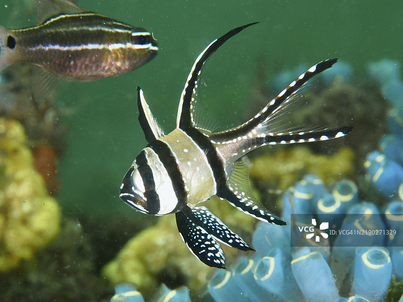 一条条纹巴厘卡迪鱼（Pterapogon kauderni）在蓝色海鞘附近游泳，潜水地点：秘密湾，吉利马努克，巴厘岛，印度尼西亚，亚洲图片素材