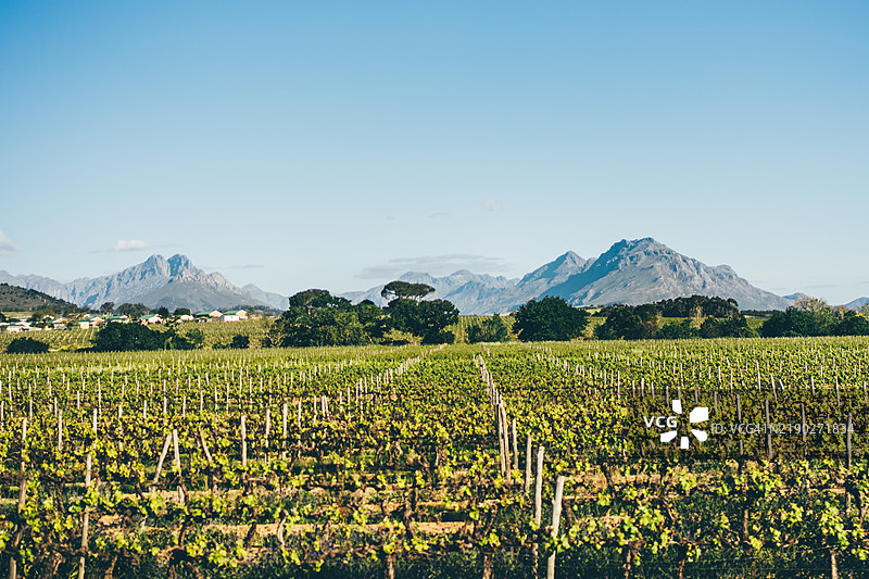 南非的葡萄园。图片素材