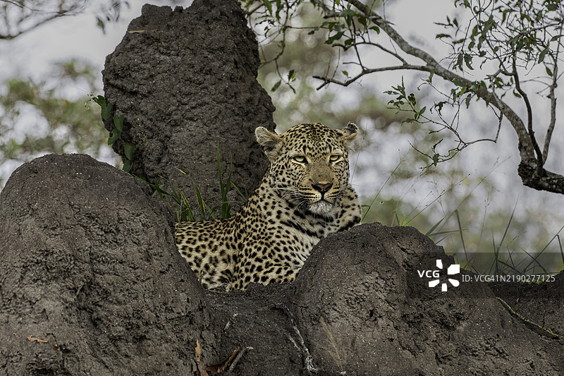 豹子坐在白蚁 mound 上，露出猫咪般的微笑，展现出强大的自信。图片素材