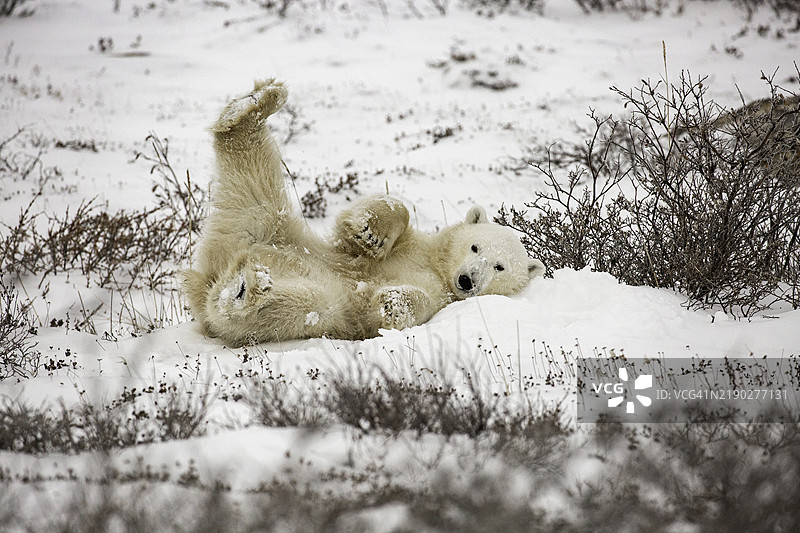 可爱的北极熊在雪地里以搞笑的姿势躺着，显得既可爱又幽默。图片素材