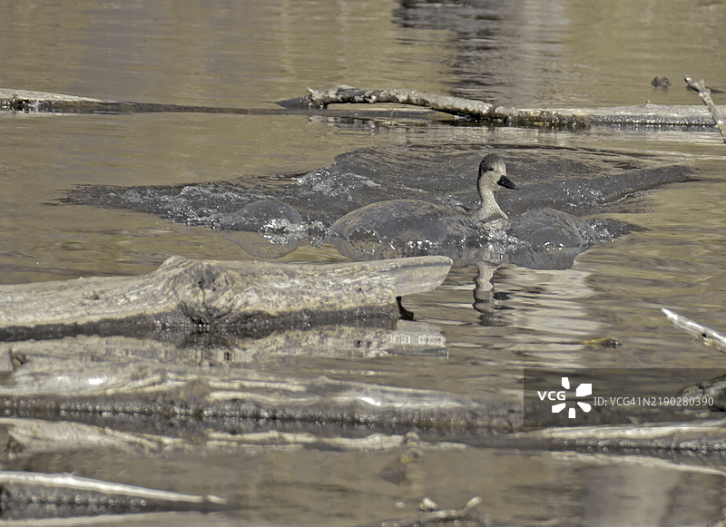 德雷克斑头鸭 (Mareca strepera)图片素材