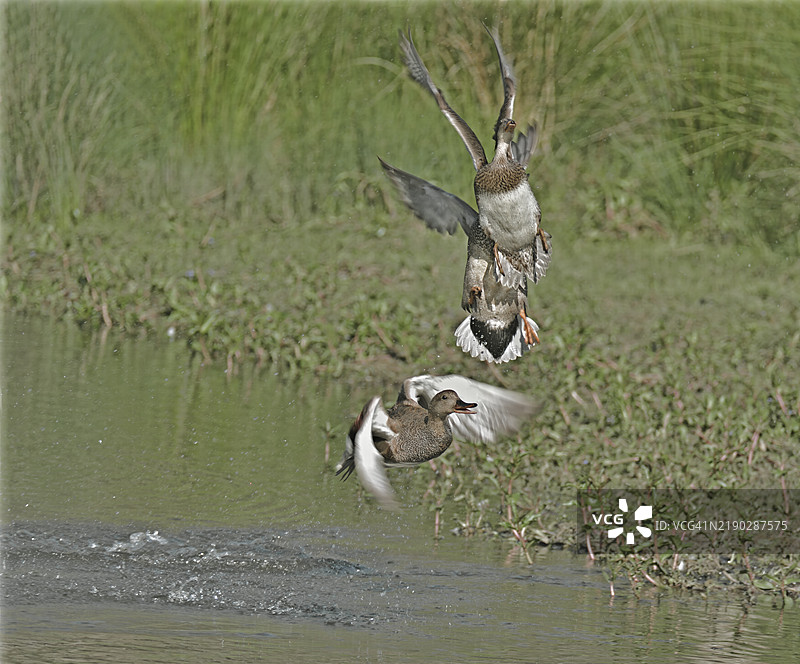 斑头鸭雌鸟（Mareca strepera）水面起飞图片素材