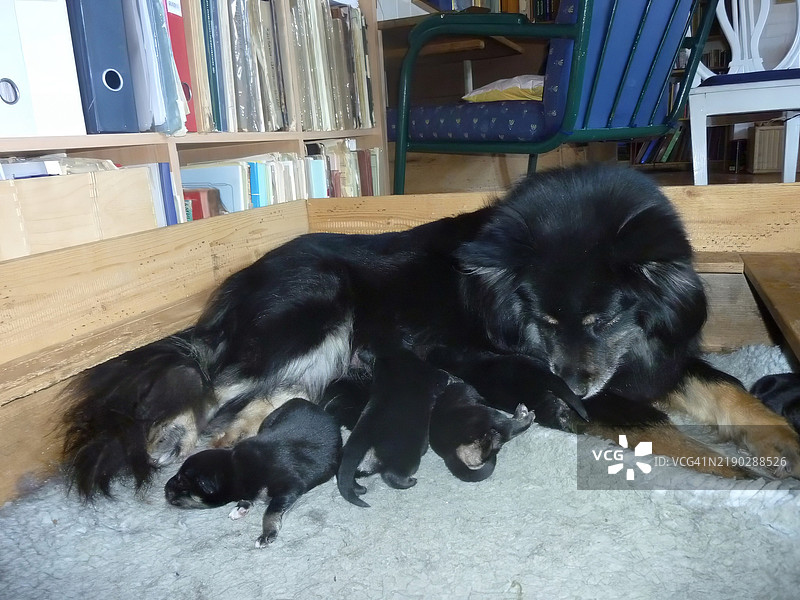 狗狗刚刚生下了小狗崽。图片素材