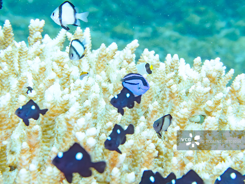 美丽的桌状珊瑚和一群可爱的幼年调色刀鱼（Fragtail surgeonfish）、网纹达斯基鲁斯（Dascyllus reticulatus）、三斑达斯基鲁斯（Dascyllus trimaculatus）、天使小丑鱼（Pomacentrus coelestis）等。图片素材