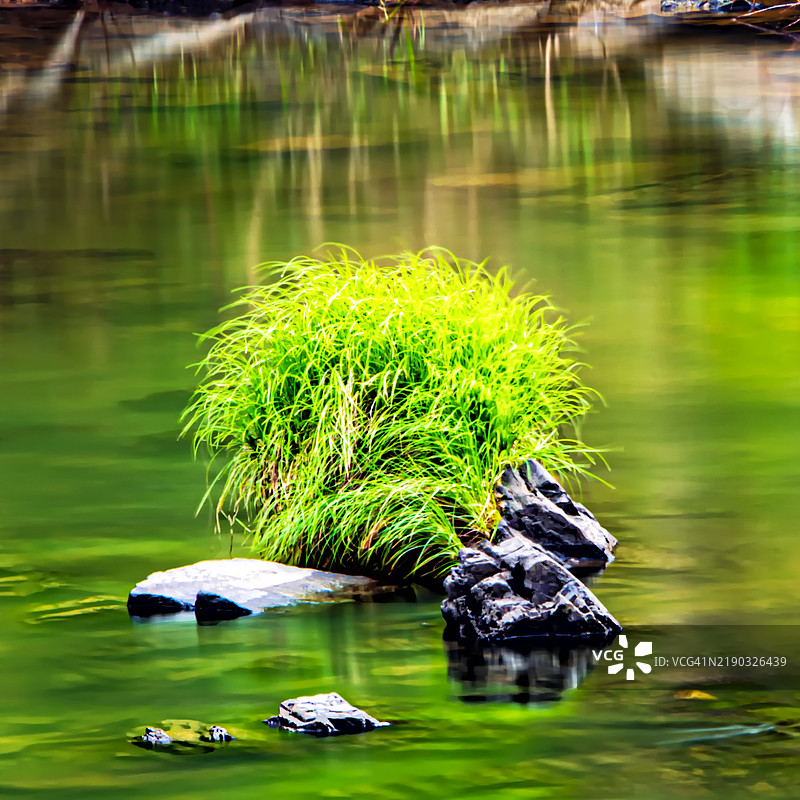绿水流中的岩石上的草图片素材