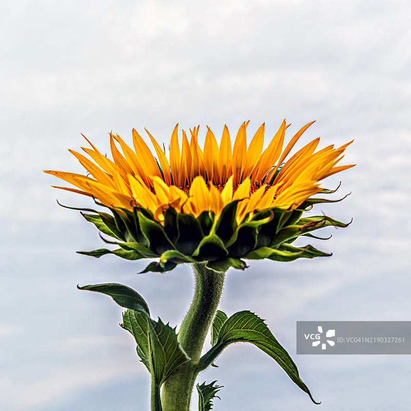 向日葵与多云的天空图片素材