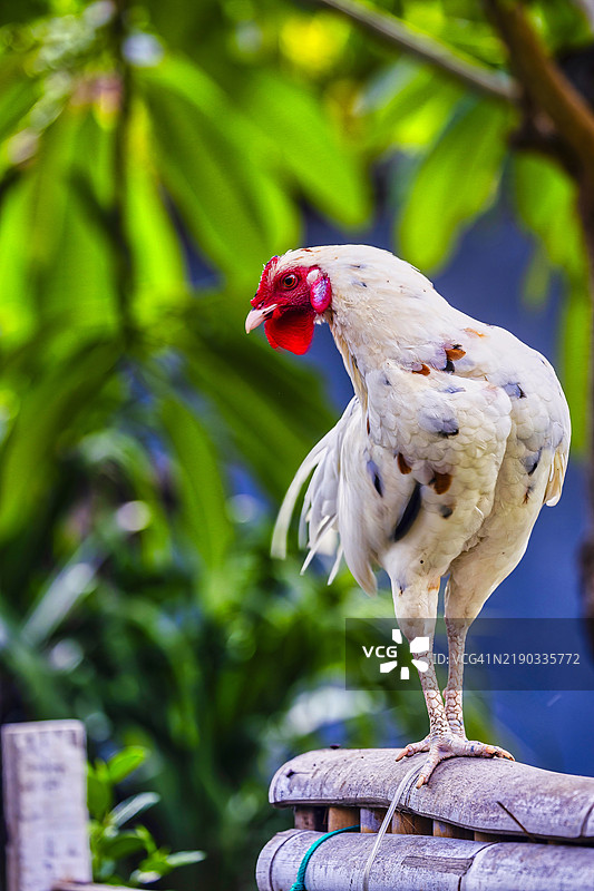 巴厘岛阿美德的公鸡庭院鸟图片素材