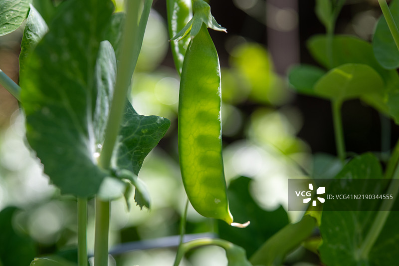 豆荚挂在藤上图片素材