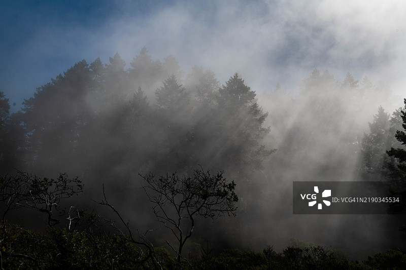 迪普西亚小径的树木和森林图片素材