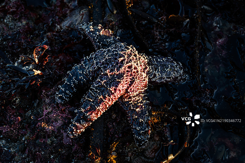 黄褐色海星 (Pisaster ochraceus)图片素材