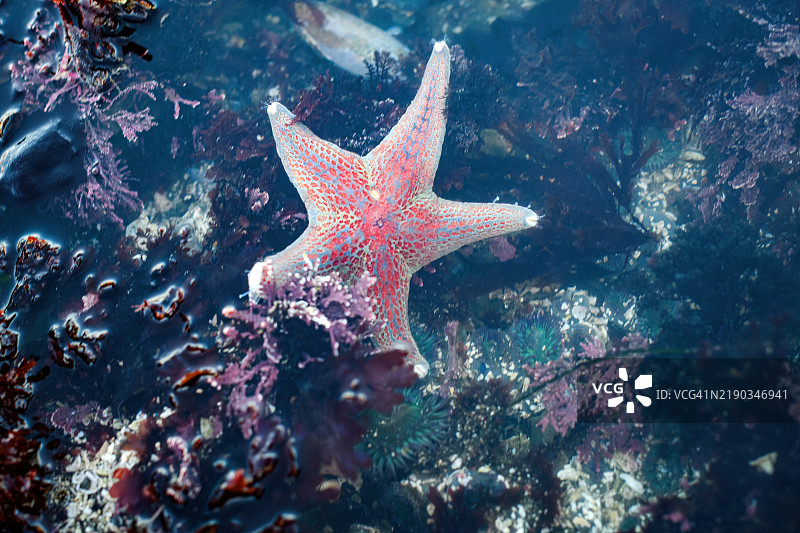 皮革星星 (Dermasterias imbricata)图片素材