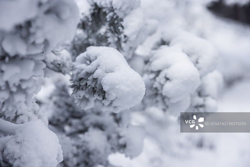 冬季的山地风景，森林，松果图片素材