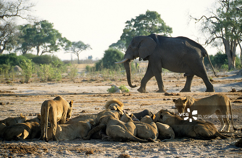 大象走过一群狮子正在捕猎的场景，博茨瓦纳图片素材