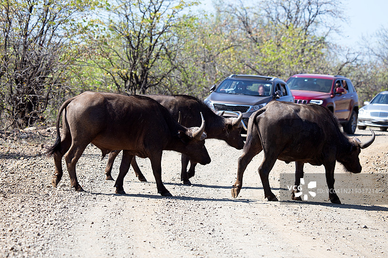 三头水牛穿过南非克鲁格国家公园的马路，周围有汽车。图片素材