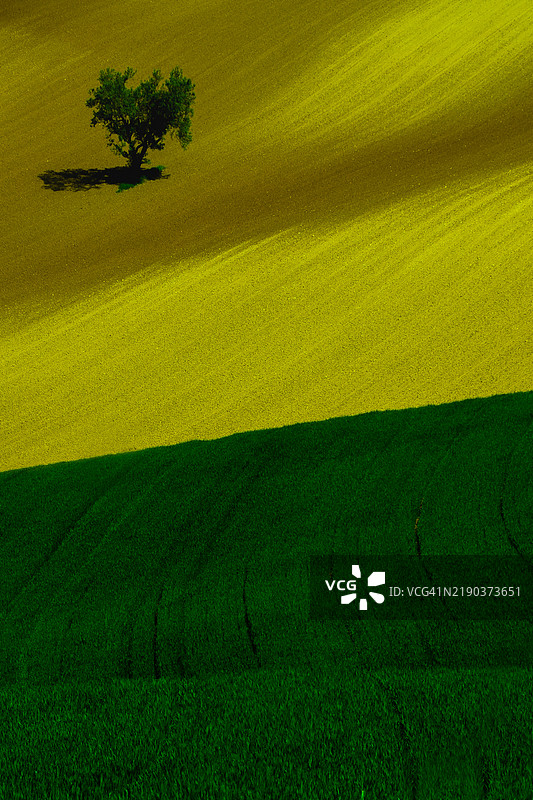 意大利皮埃蒙特阿莱山德里亚瓦尔马多纳蒙特卡斯特洛盛开的油菜花田中央的孤树图片素材