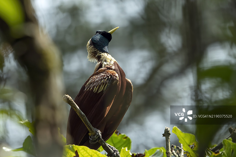 天堂鸟栖息在树枝上的特写，印度尼西亚图片素材