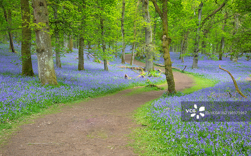 穿过蓝铃花和橡树的林间蜿蜒小径，苏格兰珀斯，英国图片素材