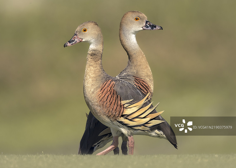 一对野生羽冠鸣鸭（Dendrocygna eytoni）的特写肖像，背景为简单的绿色，澳大利亚图片素材