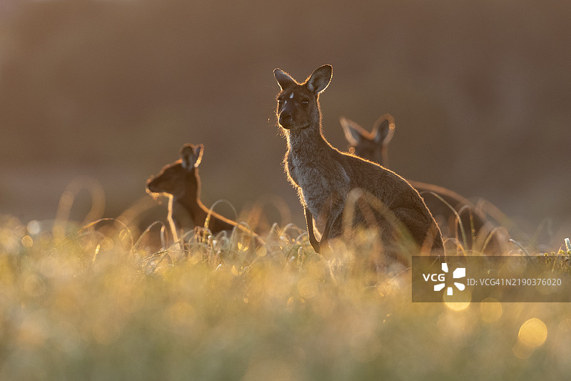 袋鼠图片素材