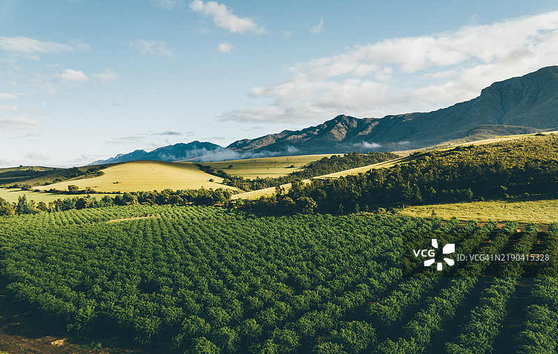 南非斯威伦丹的果园鸟瞰图，背景是山脉。图片素材