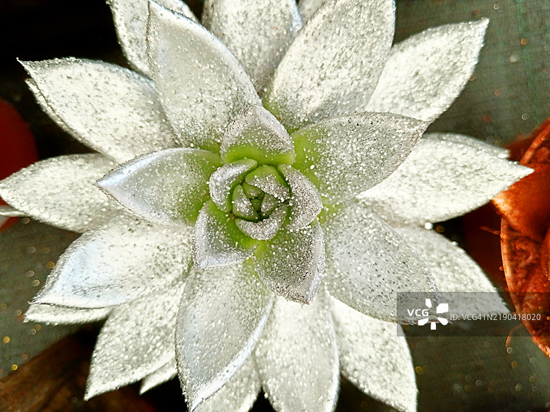 闪亮的多肉植物图片素材