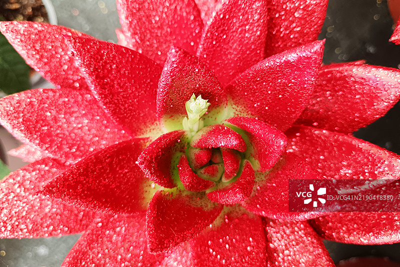 闪亮的多肉植物图片素材