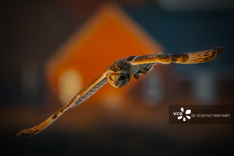 蜥蜴特写镜头图片素材