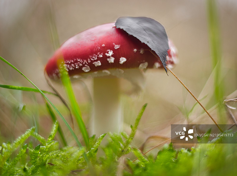 田野上生长的蘑菇特写图片素材