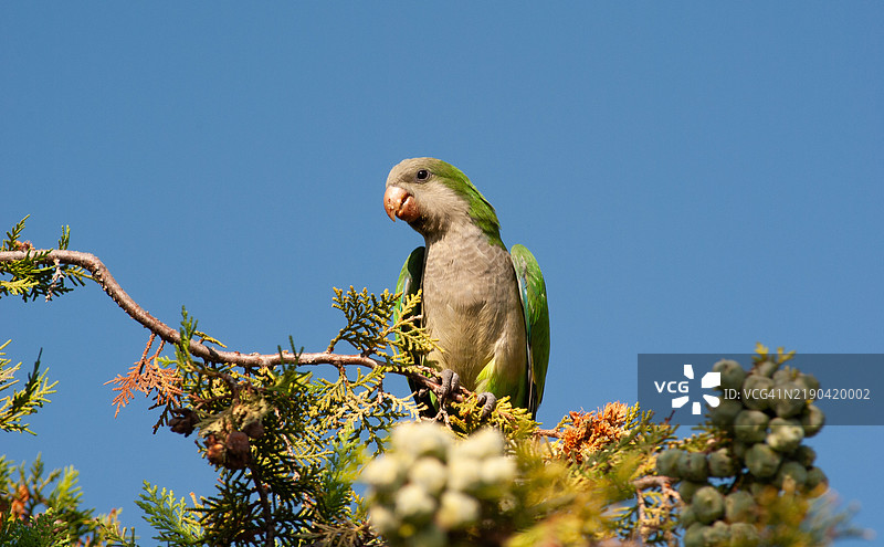 低角度视图的鹦鹉栖息在树上，背景是晴朗的天空，西维利亚拉努埃瓦，马德里，西班牙图片素材
