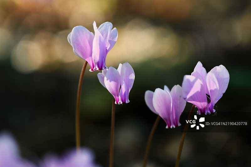 紫色番红花的特写镜头图片素材