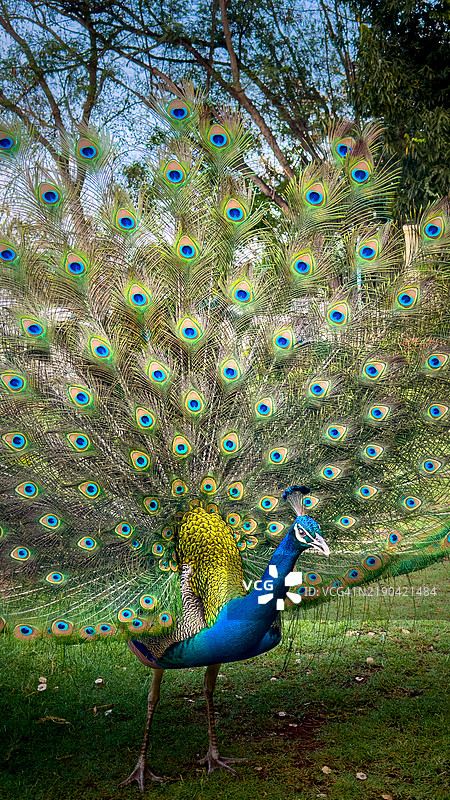 孔雀特写，印度泰米尔纳德邦马杜赖图片素材