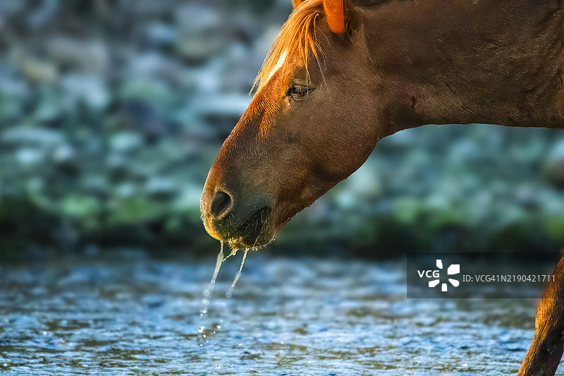 从河里取水，亚利桑那州，美国图片素材