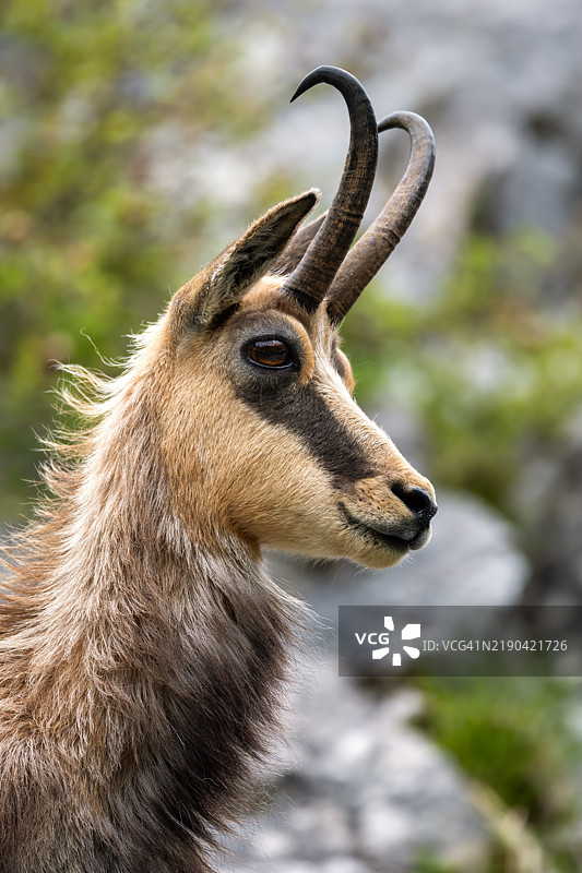 羚羊的特写镜头图片素材