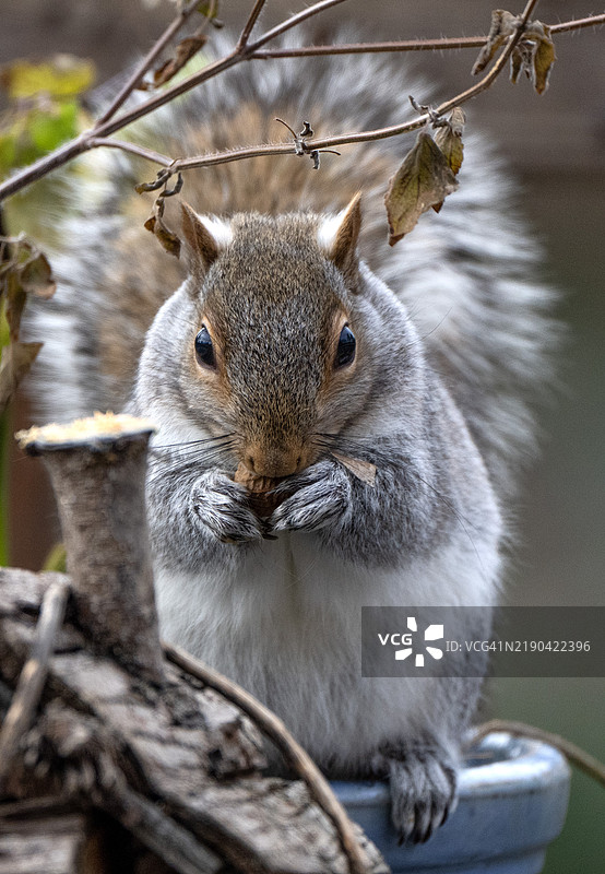 灰色松鼠的特写肖像，美国图片素材