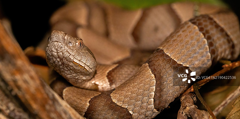 响尾蛇特写，德克萨斯州罗维特，美国图片素材