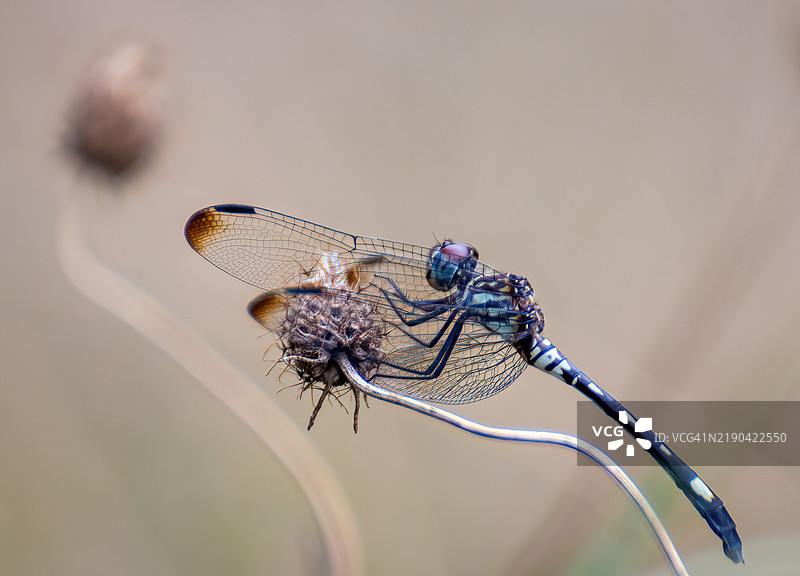 蜻蜓在树枝上的特写，布雷肯里奇公园，美国图片素材