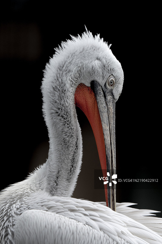 棕色鹈鹕特写，阿伦德尔，英国，英国图片素材