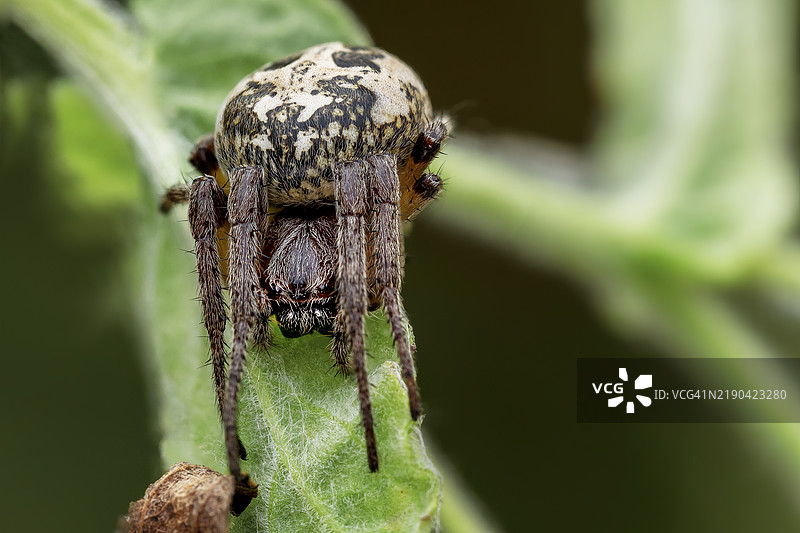 蜘蛛特写镜头图片素材