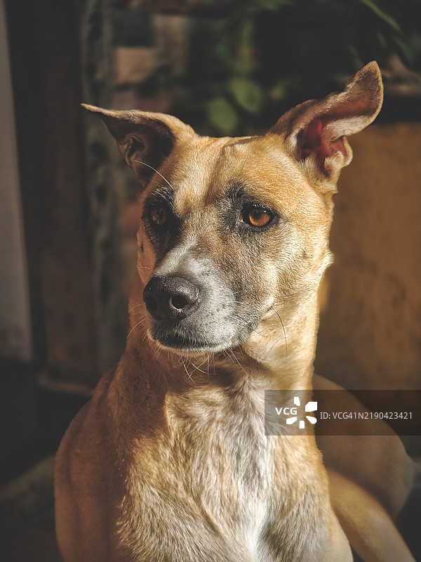 狗的特写肖像图片素材