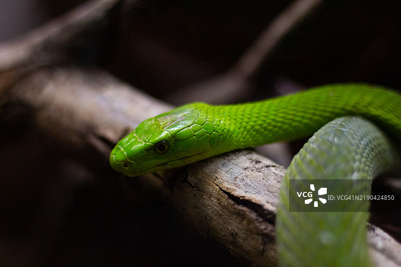 东非绿树蛇的特写镜头图片素材