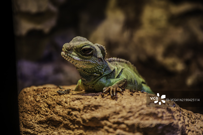 蜥蜴特写镜头图片素材