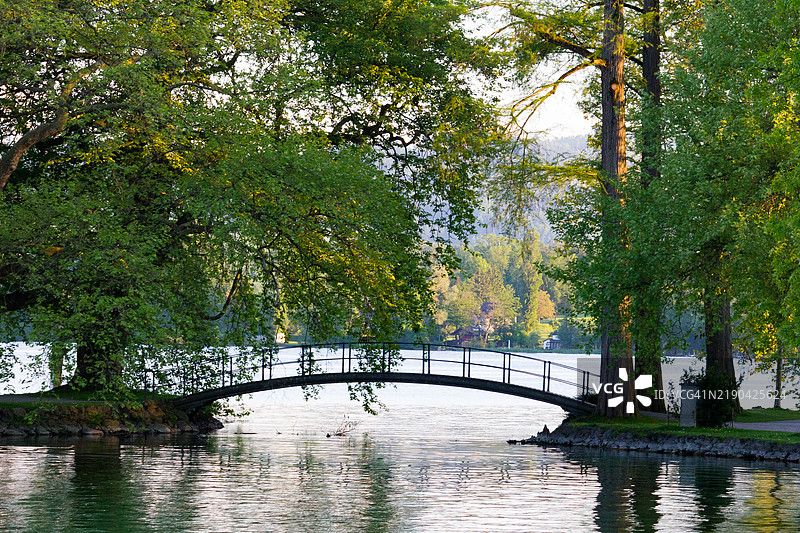 湖边的树木图片素材