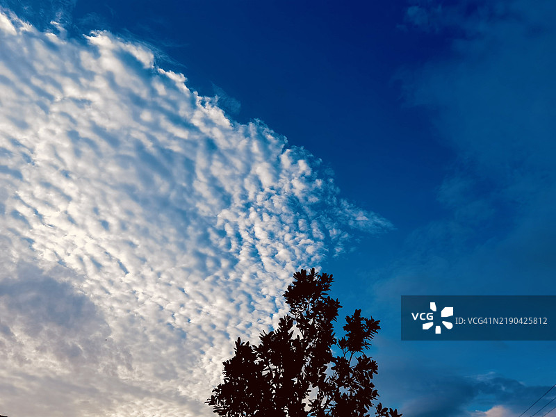 低角度视图下的树木剪影与蓝天，菲律宾潘帕anga图片素材